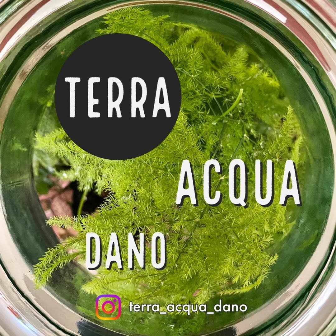 Terra Acqua Dano